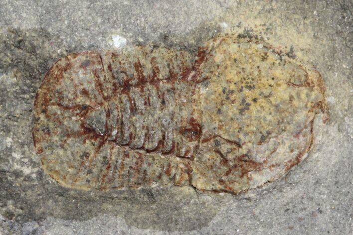 Pelagic Trilobite (Cyclopyge) Fossil - El El Kaid Rami, Morocco #165834